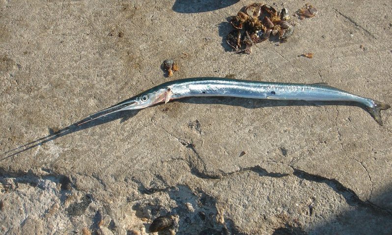 Esses saltos renderam ao peixe-agulha uma fama incomum no mundo marinho, pois acidentes com seres humanos já aconteceram em diferentes países. Há registros de surfistas, pescadores e mergulhadores feridos após colisões com o animal durante seus impulsos rápidos na superfície.