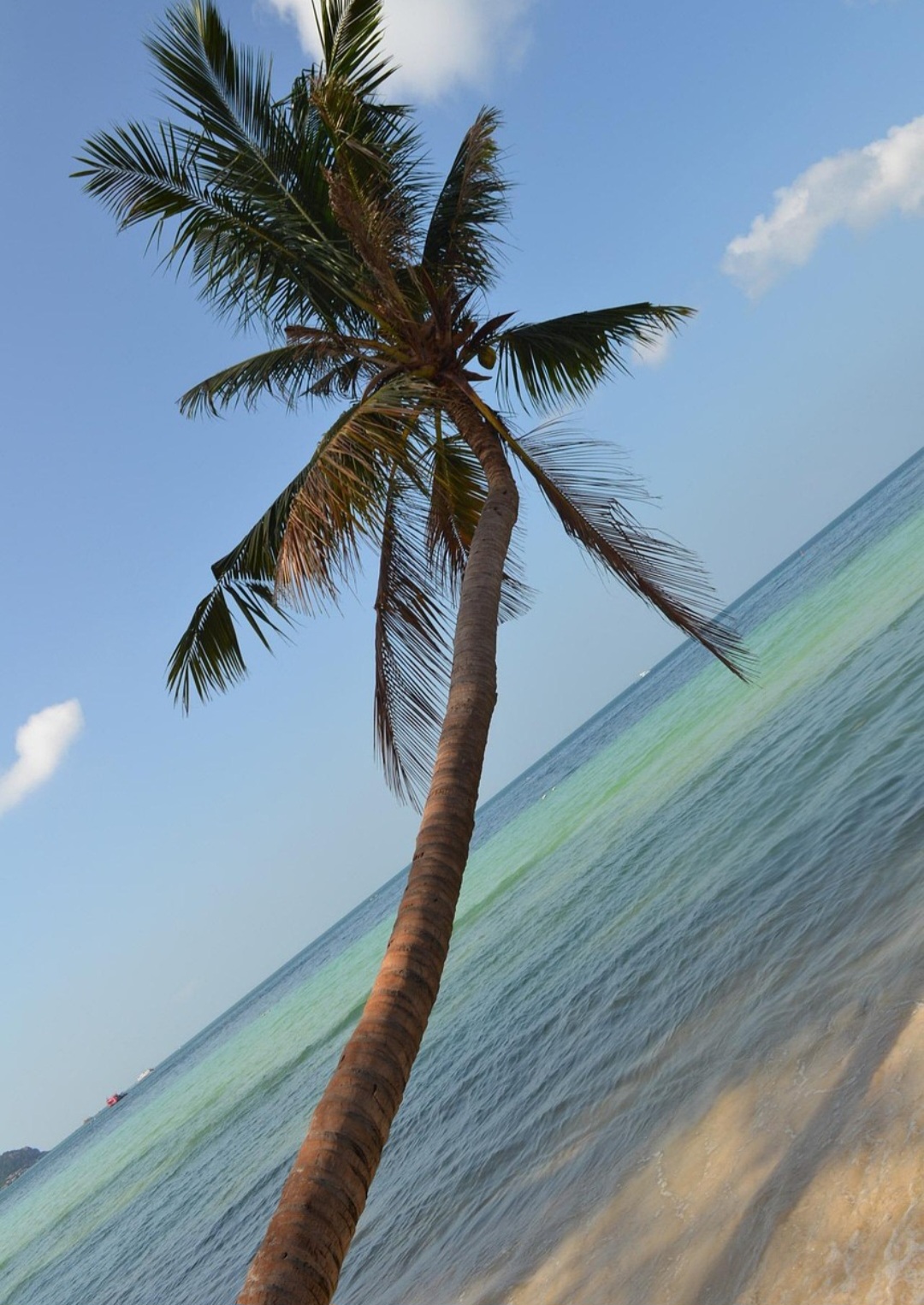 Pertencentes à espécie Cocos nucifera, os coqueiros podem atingir alturas elevadas e possuem um tronco fino e alongado. No topo, formam uma copa com folhas longas e arqueadas, que ajudam a identificar facilmente a planta. Sua estrutura é resistente a ventos e maresia.