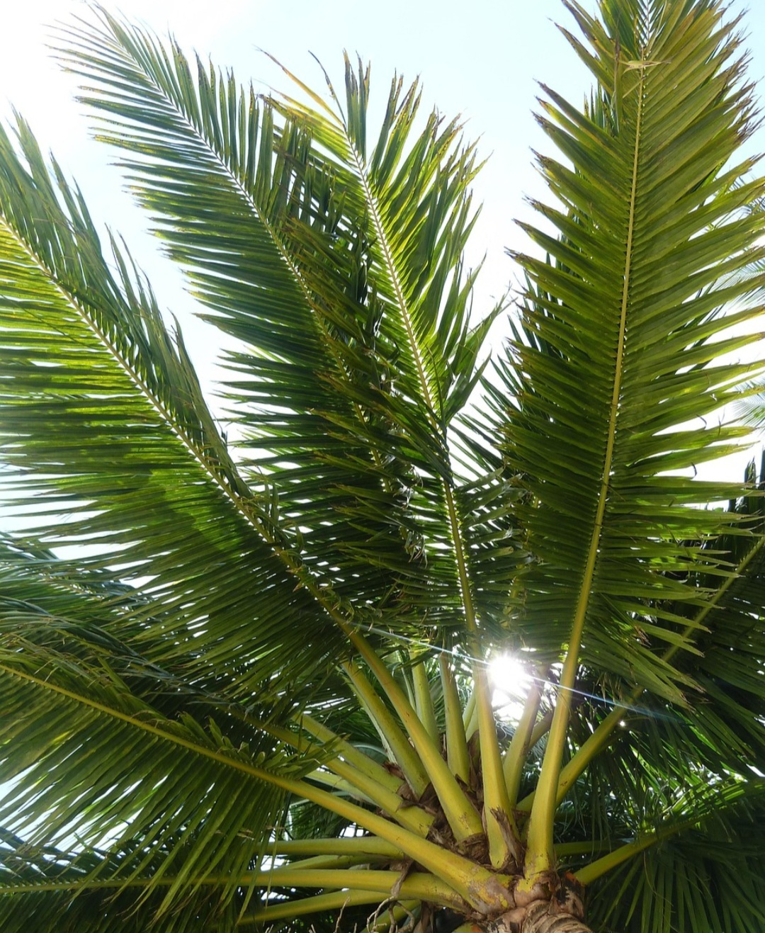 As folhas do coqueiro também têm utilidade. Em algumas regiões, são usadas para coberturas, artesanato e decoração. Essa versatilidade amplia o aproveitamento da planta.