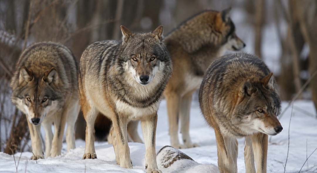 Na natureza, as lobas — fêmeas do lobo-cinzento — também carregam um simbolismo forte, mas baseado em comportamento real. Elas desempenham papel essencial dentro da alcateia, contribuindo para a organização e sobrevivência do grupo.