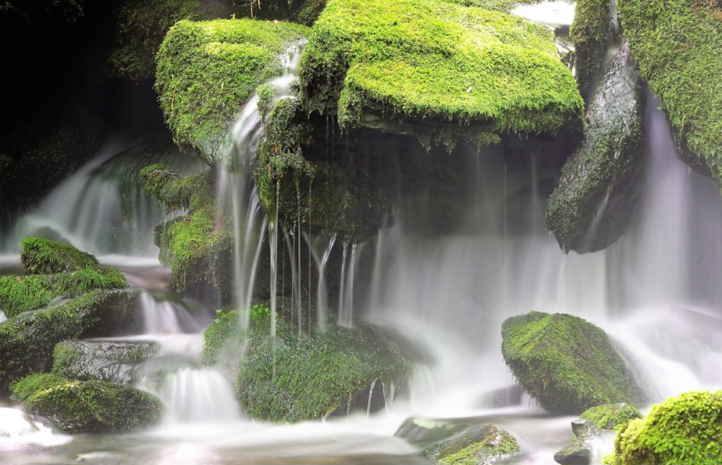 Na tecnologia moderna, o musgo inspira pesquisas sobre absorção de água e filtragem de poluentes. Projetos de bioengenharia utilizam suas propriedades para criar sistemas de purificação e soluções sustentáveis em ambientes urbanos. Essa aplicação mostra como o musgo pode ser ponte entre natureza e inovação, despertando interesse público em práticas verdes.
