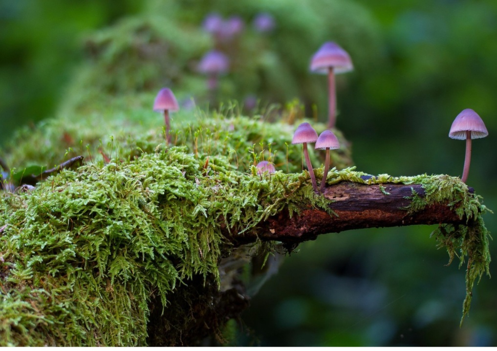 O musgo atua como regulador natural da umidade, absorvendo água em excesso e liberando lentamente quando o ambiente seca. Isso ajuda a manter o equilíbrio hídrico em florestas e solos, prevenindo erosão e garantindo condições para outras plantas. Sua capacidade de retenção transforma o musgo em aliado da conservação ambiental e da estabilidade dos ecossistemas, reforçando seu valor ecológico. 