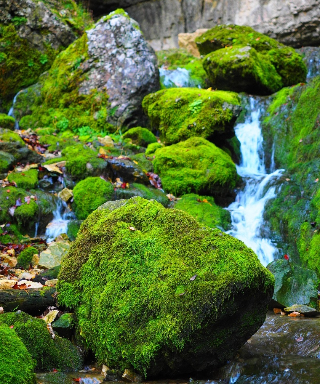 Por ser sensível à poluição e às mudanças de umidade, o musgo é usado como bioindicador em pesquisas ambientais. Cientistas analisam sua presença e estado para avaliar a qualidade do ar e os impactos da poluição atmosférica. 