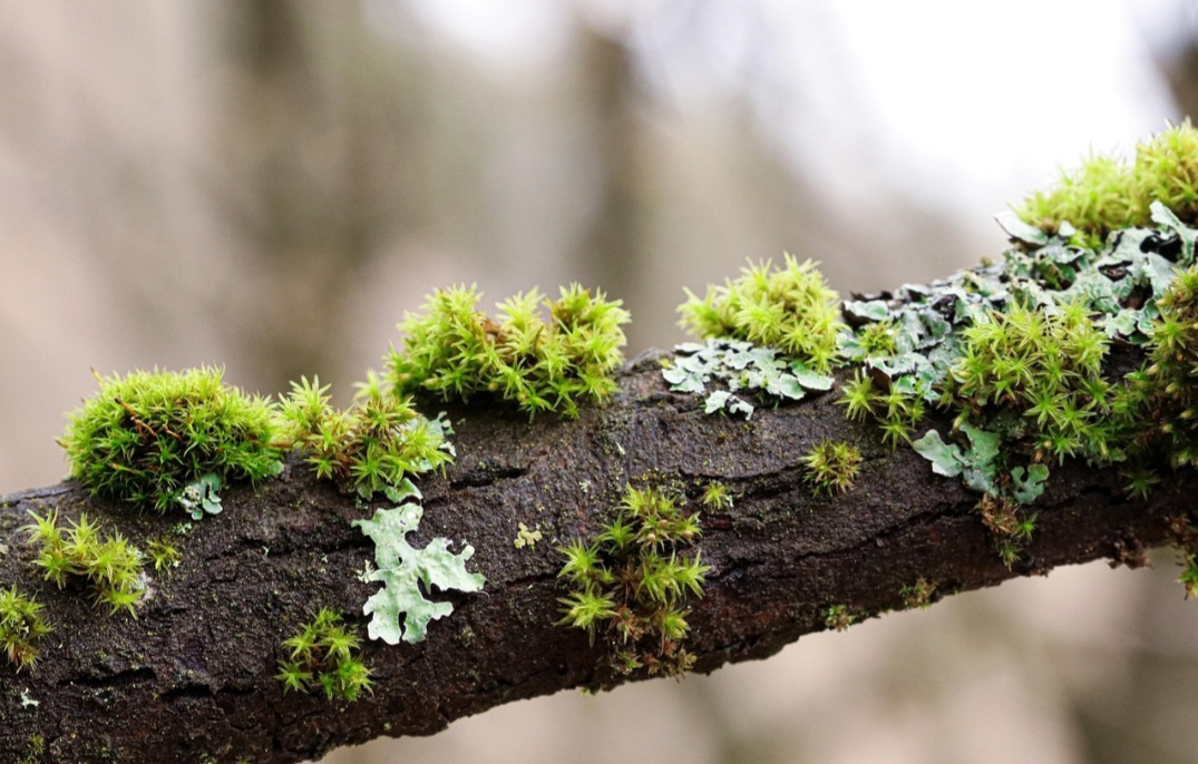 O musgo tem importância histórica e cultural, sendo usado em práticas medicinais tradicionais e em construções antigas como isolante natural. Em jardins japoneses, ele é símbolo de contemplação e harmonia, reforçando seu valor estético e espiritual. Essa diversidade de usos conecta ciência, tradição e arte em torno de um mesmo organismo, ampliando seu significado social.
