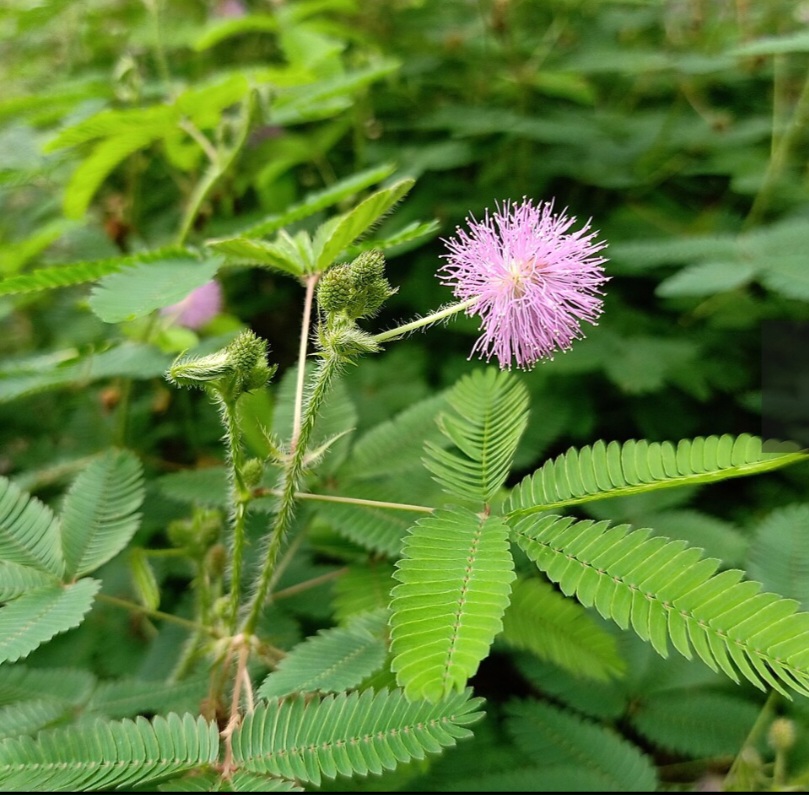 A planta também era conhecida pelos pequenos espinhos e pela presença frequente em áreas rurais da região. Segundo relatos históricos, tropeiros e viajantes evitavam encostar nela, o que ajudou a espalhar o apelido curioso.