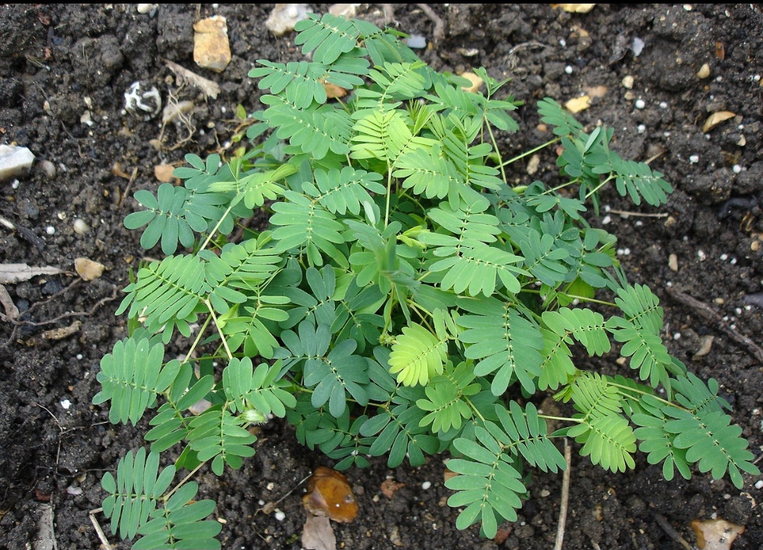 A explicação mais conhecida para o nome está em uma planta popularmente chamada “não-me-toque”. Ela pertence ao grupo das sensitivas e reage ao toque fechando rapidamente as folhas, comportamento que impressiona até hoje.