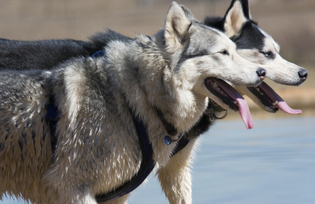 O Husky costuma ser um cão cheio de energia e que gosta bastante de correr e brincar ao ar livre. Por isso, a raça precisa de exercícios frequentes para evitar estresse e ansiedade. Longas caminhadas e brincadeiras ajudam no bem-estar do animal.