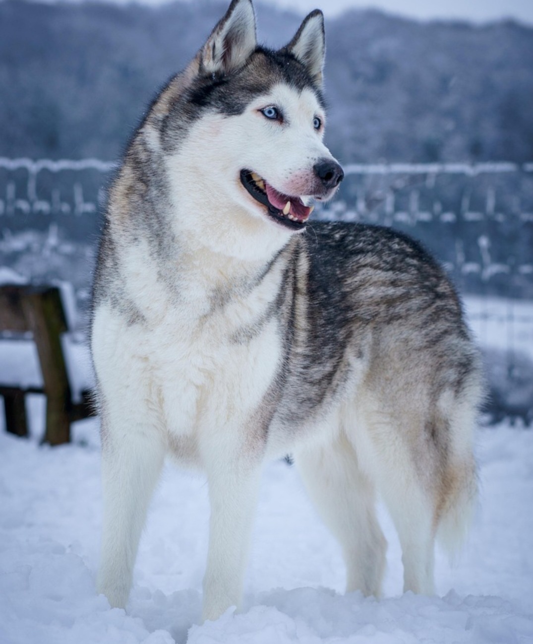 O caso chamou atenção para a importância da identificação em cães e também despertou curiosidade sobre uma das raças mais conhecidas do mundo. Veja a seguir curiosidades sobre o Husky Siberiano.