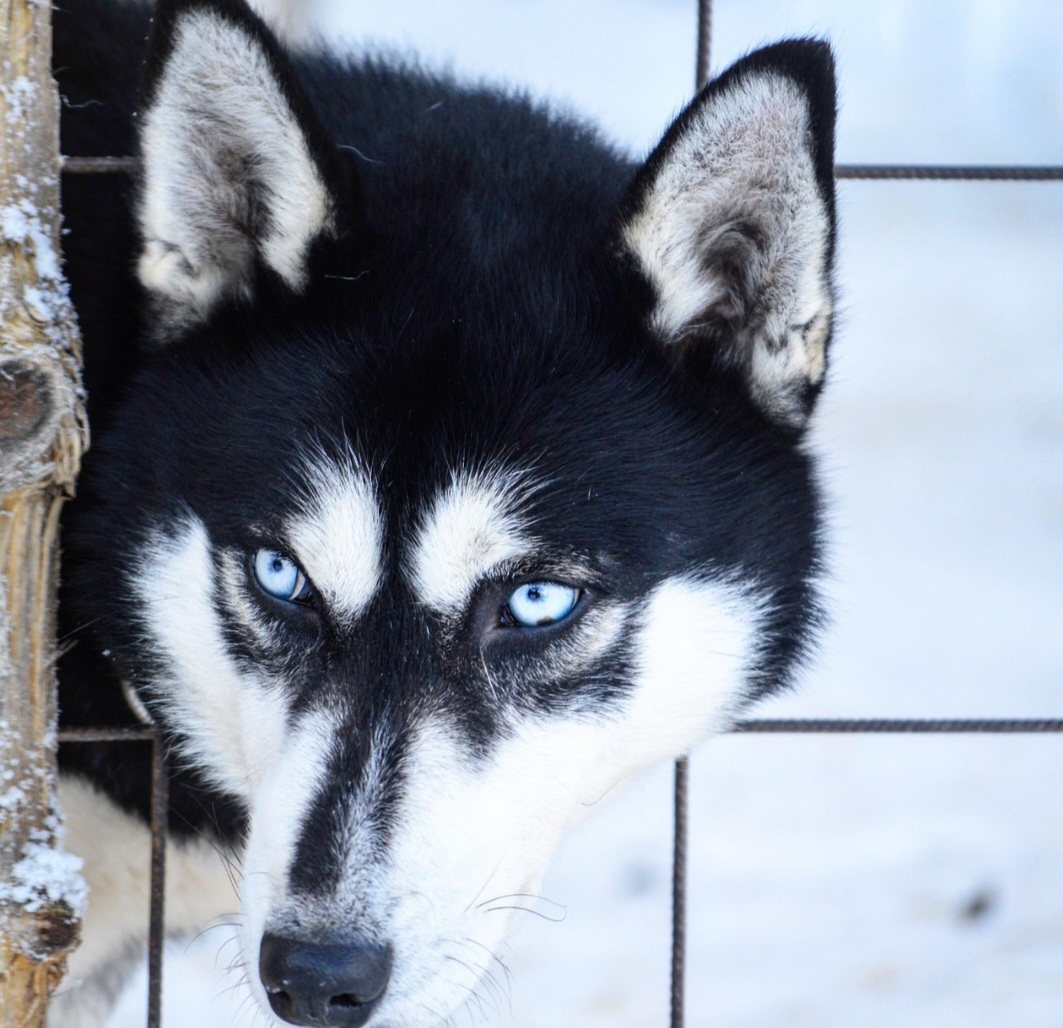 O visual semelhante ao de lobos ajudou a raça a aparecer em filmes, séries e campanhas publicitárias. Isso fez com que o Husky se tornasse ainda mais conhecido entre admiradores de cães. Muitas pessoas passaram a reconhecer facilmente a raça por causa dessas produções.