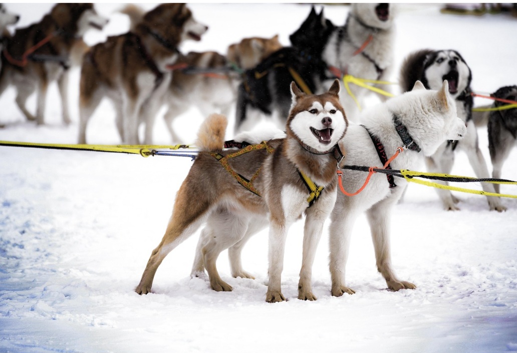 Apesar de ser carinhoso com a família, o Husky também pode demonstrar um comportamento bastante independente. Em alguns momentos, a raça tende a agir de forma teimosa durante treinamentos e comandos. Isso exige paciência e constância por parte dos tutores.