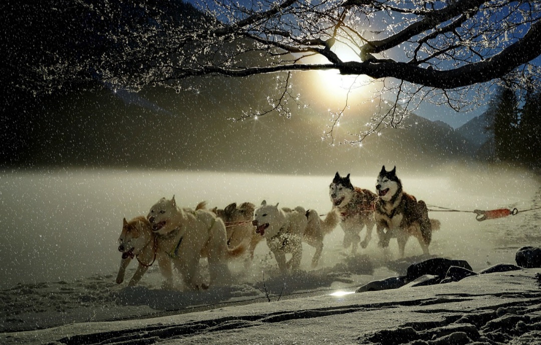 O Husky Siberiano surgiu em regiões geladas da Sibéria, onde era usado principalmente para puxar trenós. A raça foi desenvolvida por povos que precisavam de cães resistentes e capazes de percorrer grandes distâncias. Com o tempo, o Husky ganhou fama em várias partes do mundo.