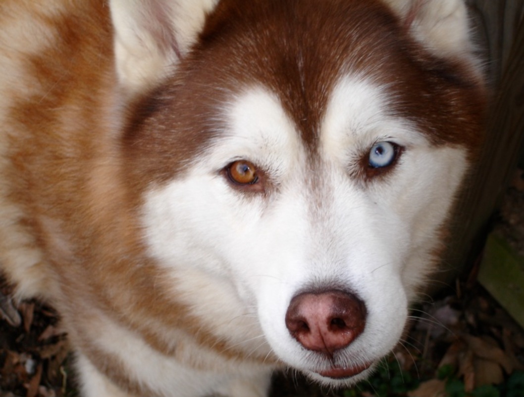 A raça ficou conhecida mundialmente pelos olhos claros, principalmente em tons de azul. Alguns Huskies também apresentam heterocromia, quando cada olho possui uma cor diferente. O visual marcante ajuda a explicar a popularidade da raça nas redes sociais.