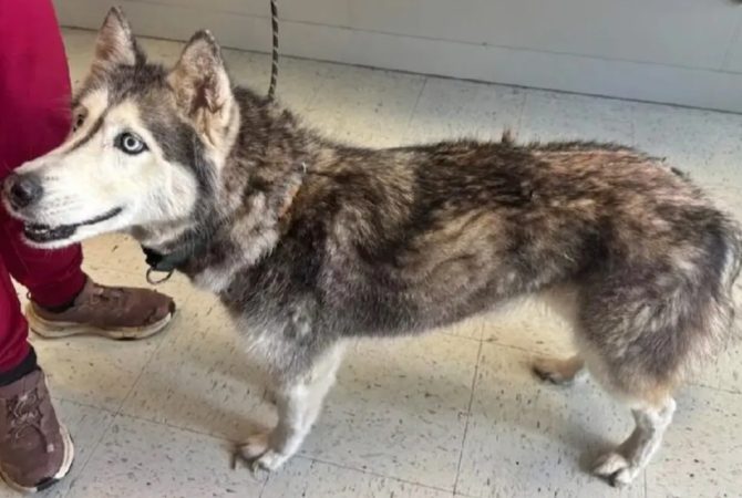 Husky reencontra familia após 12 anos e história chama atenção para curiosidades da raça