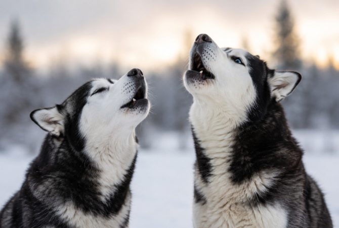 Cães que latem muito: conheça as raças mais «falantes»