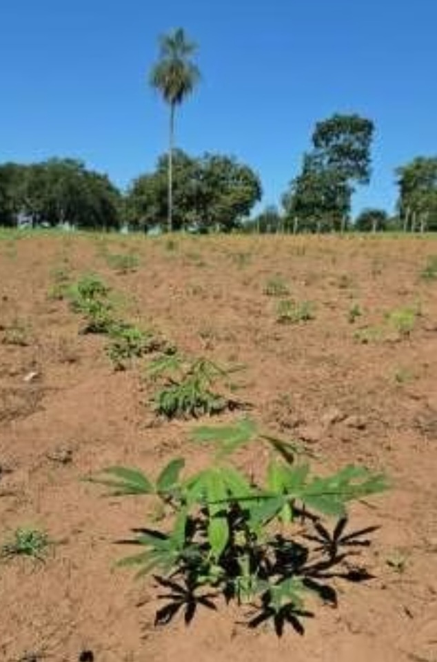 O trabalho envolve o plantio de milhares de mudas nativas e a criação de estruturas para fortalecer a agricultura familiar. As famílias passaram a cultivar hortaliças, frutas, legumes e plantas medicinais. 