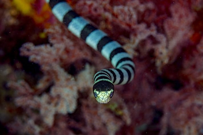Cobra-do-mar-pelágio (Hydrophis platurus), animal, répteis - Diego Delso, delso.photo, License CC BY-SA