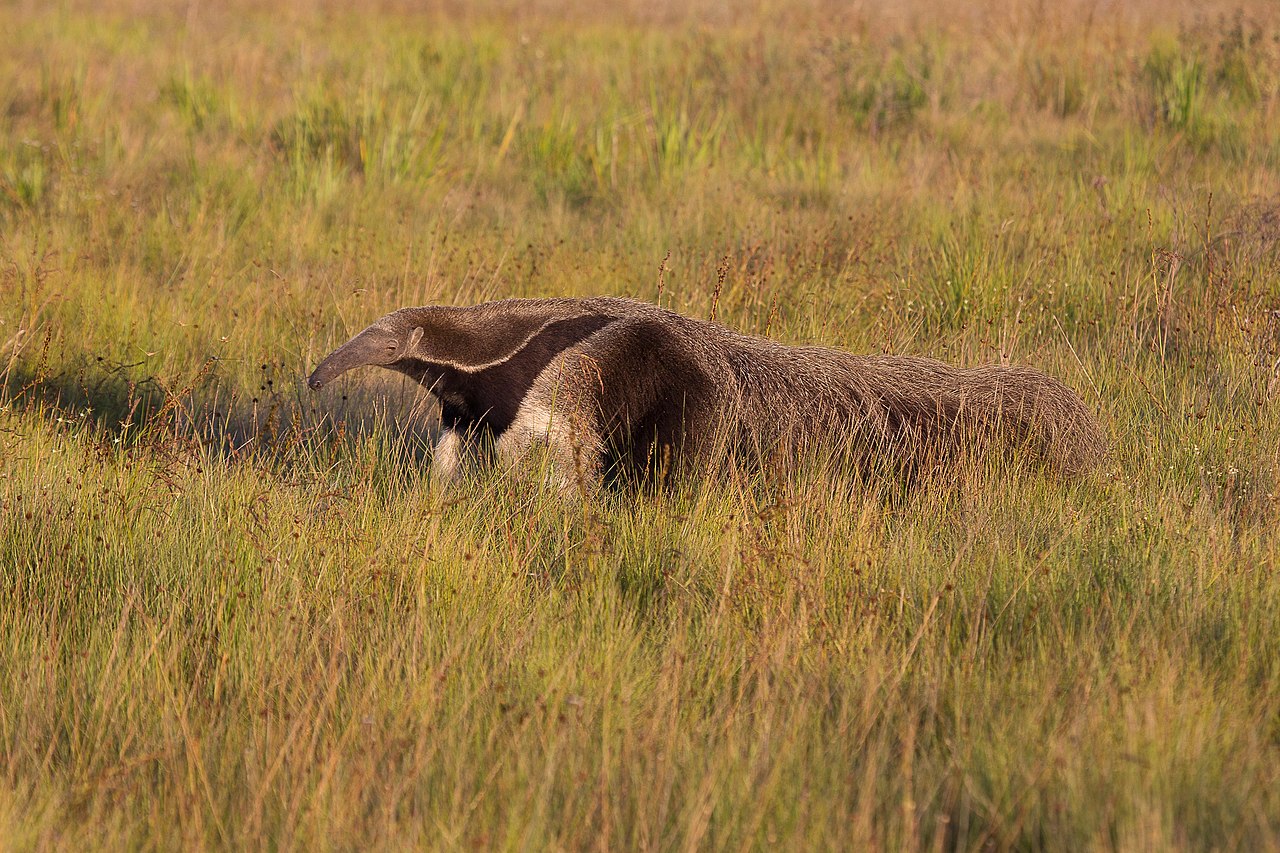 A unidade de conservação protege áreas extensas de cerrado e concentra uma rica biodiversidade, com espécies como lobo-guará, tamanduá-bandeira e inúmeras aves típicas do interior brasileiro. Além disso, o clima tropical de altitude favorece viagens durante praticamente o ano inteiro. 