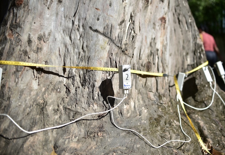Já as árvores com índices mais altos entram na categoria crítica e podem ser encaminhados para remoção. Esse sistema de avaliação se insere em um conjunto mais amplo de iniciativas de monitoramento da arborização urbana, que inclui o 