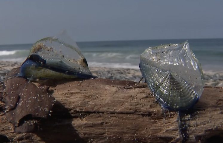Embora possam provocar leve irritação na pele humana, os “Marinheiros ao Vento” dificilmente oferecem risco significativo aos seres humanos, principalmente quando manipulados pela pequena vela transparente localizada na parte superior do corpo.