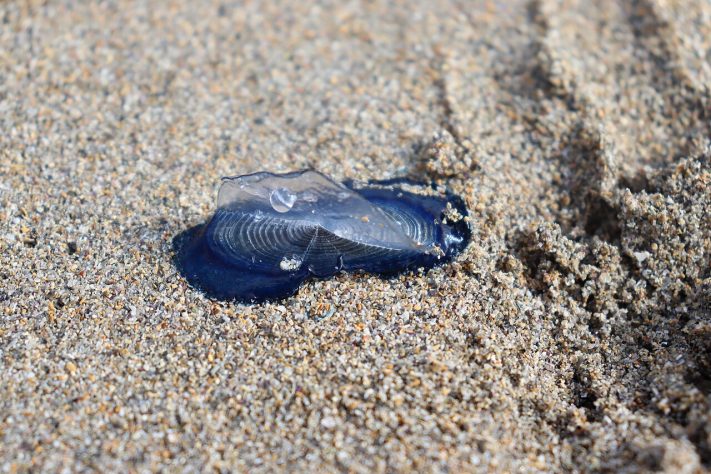 Velella velella, criaturas marinhas gelatinosas invadem praias da Califórnia, nos Estados Unidos - Wikimedia Commons/Fernando Losada Rodríguez