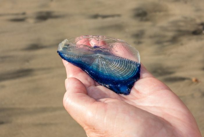 Velella velella, criaturas marinhas gelatinosas invadem praias da Califórnia, nos Estados Unidos - Flickr - Tim Buss