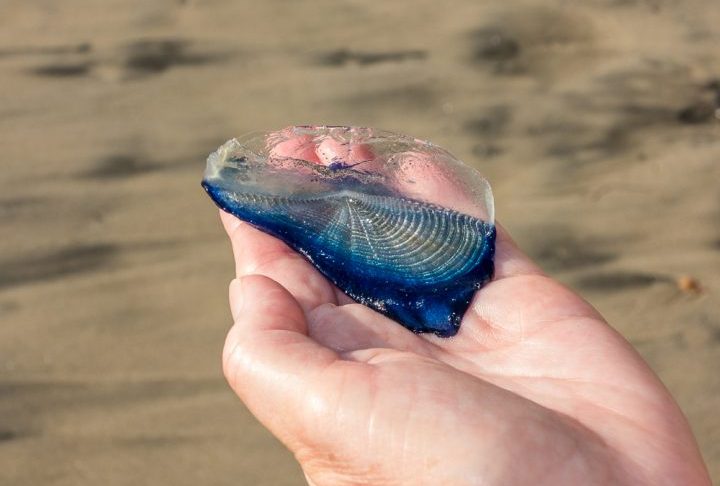 Além da importância ecológica, a espécie desperta interesse científico por causa de sua adaptação única ao ambiente oceânico. Pesquisadores estudam sua relação com ventos, correntes marítimas e alterações climáticas para compreender melhor os impactos ambientais nos ecossistemas marinhos.