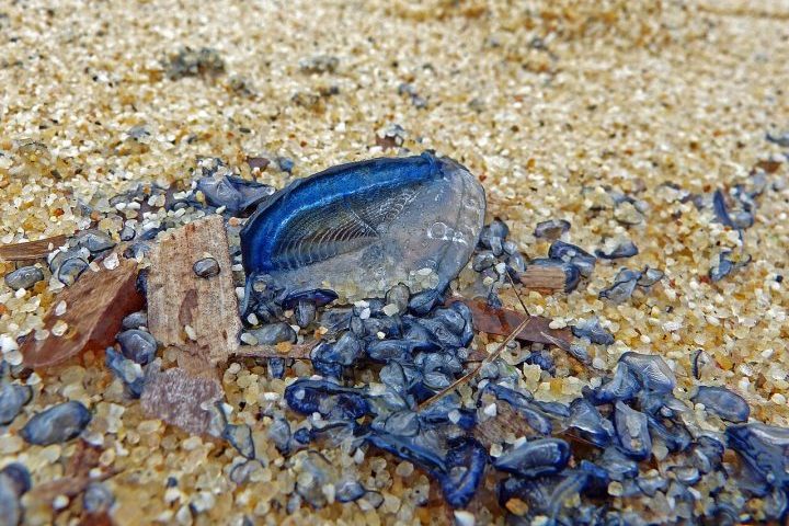 A própria Velella velella serve de alimento para algumas espécies marinhas, entre elas certos moluscos e lesmas-do-mar especializadas em consumir cnidários venenosos. O ciclo reprodutivo também é curioso. A colônia libera pequenas estruturas reprodutivas na água, que dão origem a fases microscópicas antes da formação do organismo flutuante.