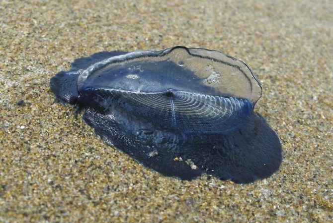 O que são as ‘Velella velella’, que apareceram em massa nas praias da Califórnia e intrigaram banhistas