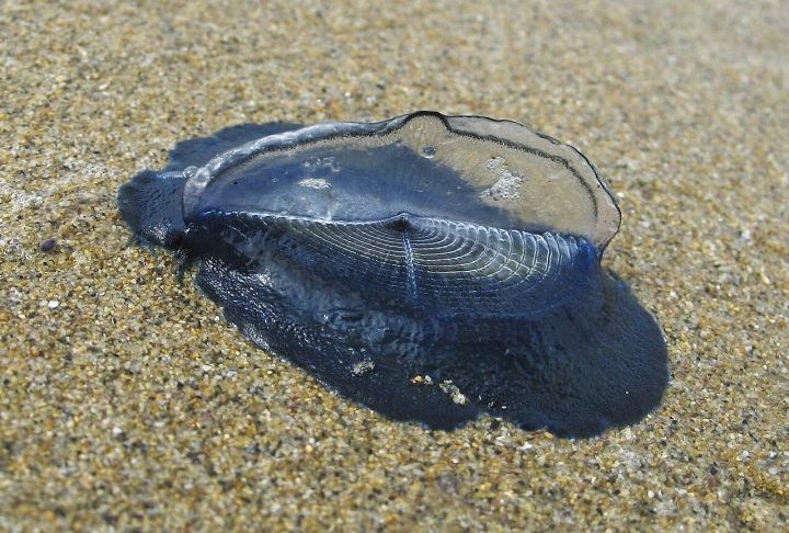 Velella velella, criaturas marinhas gelatinosas invadem praias da Califórnia, nos Estados Unidos - Wikimedia Commons/Robin Wilson