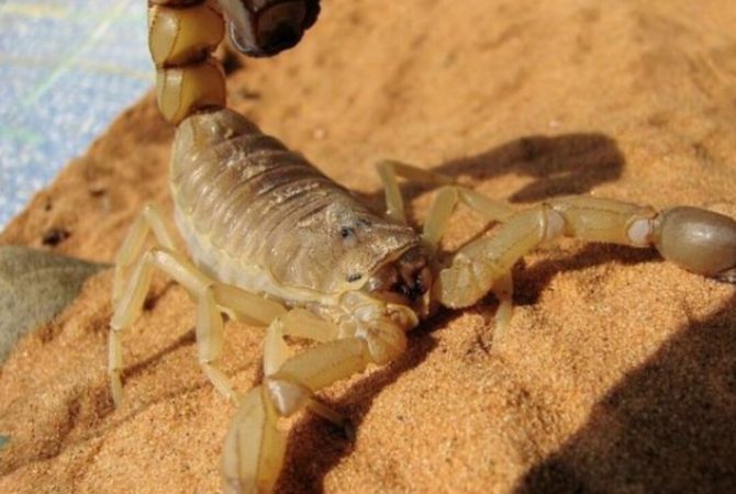 Alguns animais presentes no Brasil podem causar envenenamentos perigosos