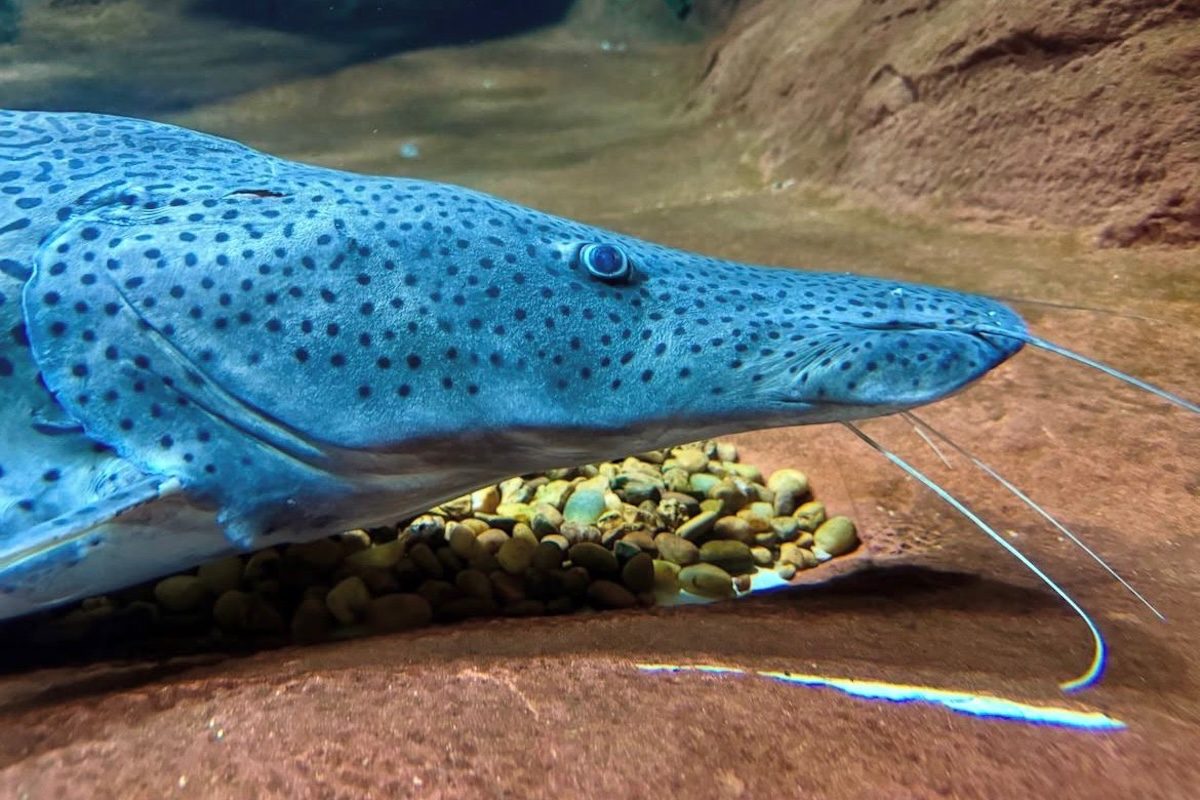 O aquário também se destaca por abrigar animais exclusivos de águas doces da América do Sul e Central, conhecidos como peixes neotropicais. Entre os destaques está a maior coleção de cascudos já reunida, com mais de 80 espécies originárias do Pantanal e da Amazônia.