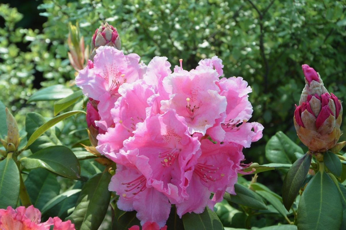 Essa dualidade aparece em praticamente todo o jardim: plantas capazes de matar também podem salvar vidas quando manipuladas corretamente pela ciência. Outro exemplo cotidiano reside nos rododendros e azaléias, arbustos que contaminam o próprio solo e cujas flores carregam a neurotoxina grayanotoxina, capaz de alterar as propriedades do mel produzido por abelhas. 