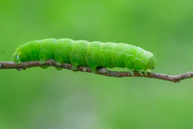 Lagartas podem acabar com plantações e até causar queimaduras; conheça espécies e veja cuidados