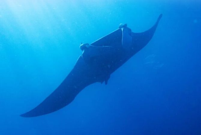 Encontro com ‘gigante’: maior espécie de raia do mundo aparece no litoral paulista