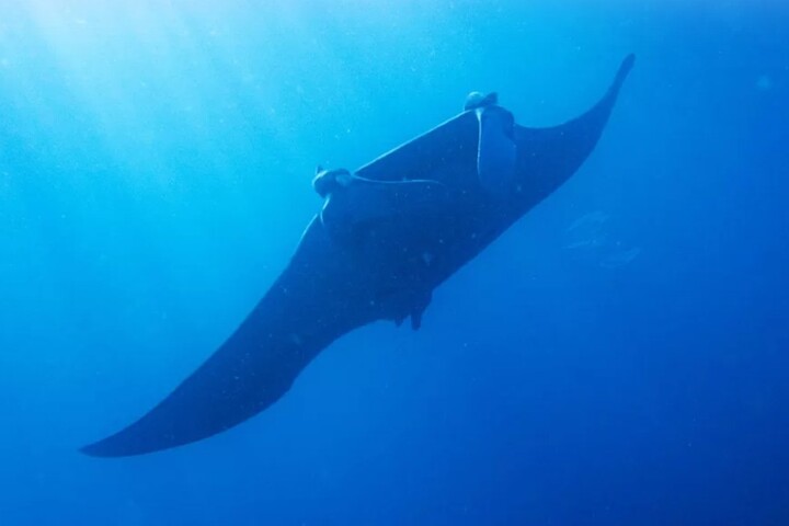 Uma raia-manta gigante foi avistada no litoral paulista, na região de Itanhaém - Divulgação/Projeto Mantas do Brasil