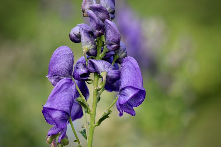Planta acônito ou mata-lobos (Aconitum napellus) era usada para envenenar flechas e pontas de armas na Europa medieval - Annette Meyer/Pixabay