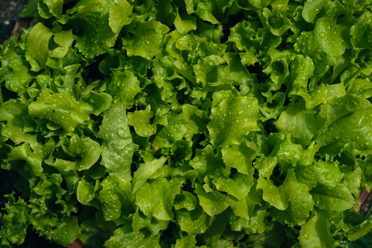 A recomendação mais segura envolve o uso de solução com hipoclorito de sódio próprio para alimentos. Após lavar folha por folha em água corrente, a alface deve permanecer submersa por cerca de dez minutos na solução indicada pelo fabricante ou na proporção recomendada por especialistas.