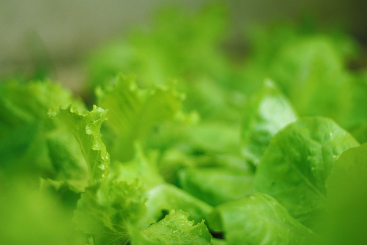 Outro ponto importante envolve a contaminação cruzada. A alface nunca deve ficar em contato direto com carnes cruas, ovos ou outros alimentos que possam transferir bactérias para as folhas. Com cuidados simples, a hortaliça permanece fresca por mais tempo e pode ser consumida com muito mais segurança e qualidade.