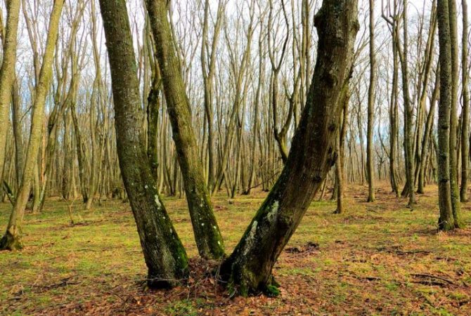 Luzes no céu, sumiços e vultos: conheça a Floresta Hoia Baciu, chamada de ‘Triângulo das Bermudas da Transilvânia’