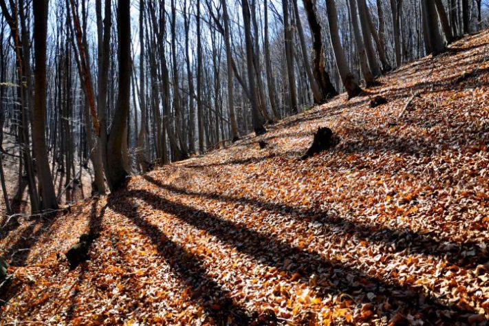 Floresta Hoia Baciu, Romênia - Pexels/Kostas Anastassiu