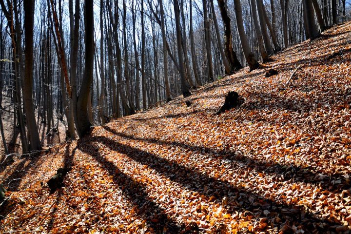Apesar das hipóteses científicas, o fascínio popular pela floresta nunca diminuiu. Documentários, programas de televisão e pesquisadores independentes transformaram Hoia Baciu em um dos destinos mais conhecidos do turismo paranormal europeu.