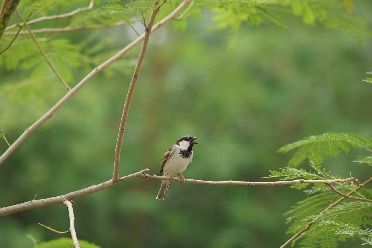 Especialistas explicam que o cérebro humano interpreta o canto das aves como um sinal de segurança ambiental. Em contrapartida, o silêncio absoluto em ambientes naturais pode despertar alerta e sensação de perigo, uma herança evolutiva ligada à sobrevivência dos ancestrais humanos. Isso ajuda a demonstrar por que os sons produzidos pelos pássaros costumam provocar conforto e relaxamento.