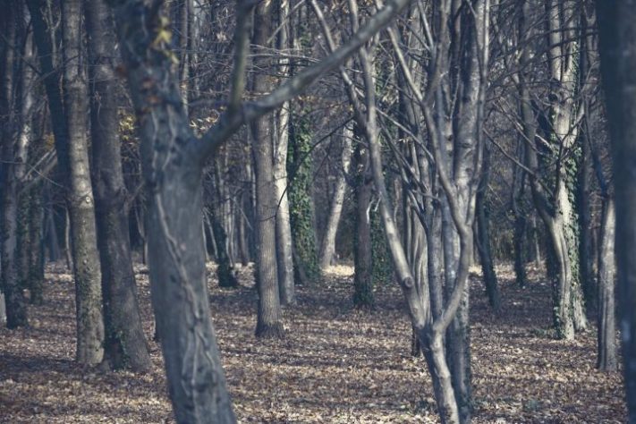 Floresta Hoia Baciu, na Romênia, é chamada de 'Triângulo das Bermudas da Transilvânia' - Pexels/photoGraph