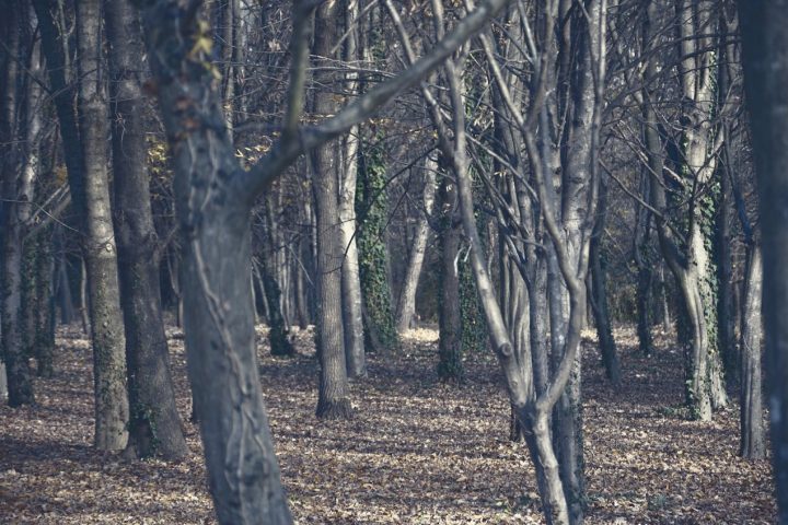 Ele reuniu depoimentos de moradores, fotografias e descrições de estranhas luzes no céu que, segundo testemunhas, apareciam sobre a floresta durante a noite. Sift acreditava que certos eventos não possuíam explicação convencional e dedicou anos ao estudo do local.