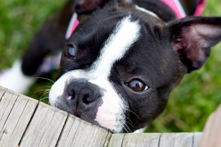 Cachorro Buldogue francês - Pexels/Sean Brannon