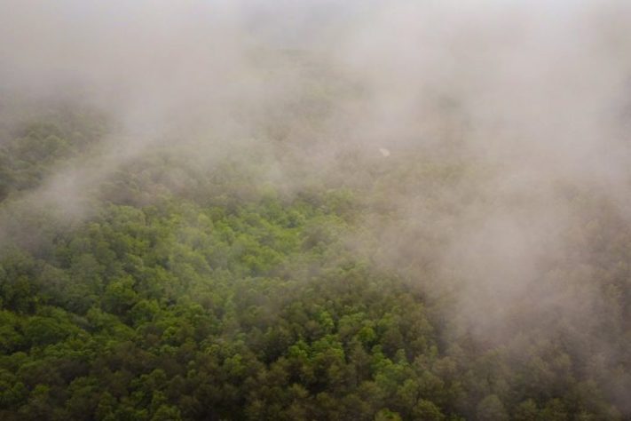 Floresta com neblina, foto NEUTRA - Pexels/Osman Gök
