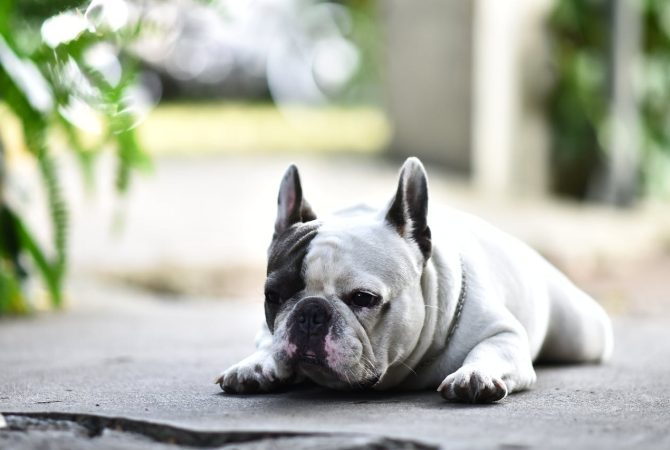 Família britânica oferece R$ 400 mil e moradia em mansão para cuidar de cachorro