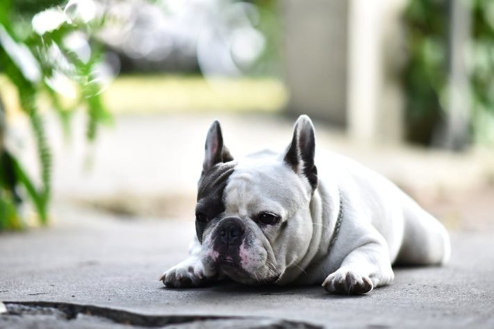Cachorro Buldogue francês - Pexels/Sóc Năng Động