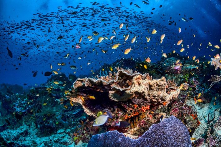 Raja Ampat, Indonésia – Pexels/Tom Fisk