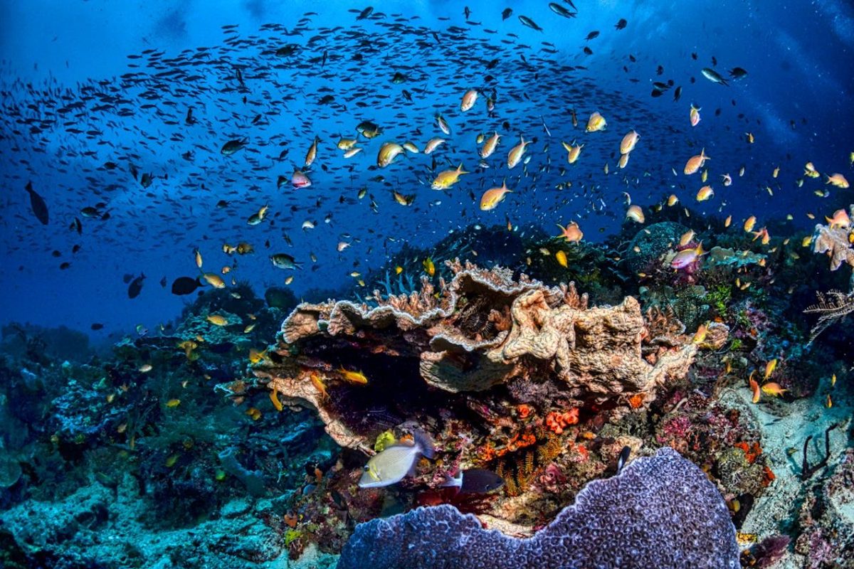 Cientistas apontam o local como uma das áreas marinhas mais ricas do mundo em diversidade biológica. Muitos animais encontrados ali existem apenas naquela parte do planeta, o que aumenta ainda mais sua importância ambiental. As águas transparentes e a abundância de vida submarina transformaram Raja Ampat em um destino lendário para mergulhadores profissionais e fotógrafos da natureza.